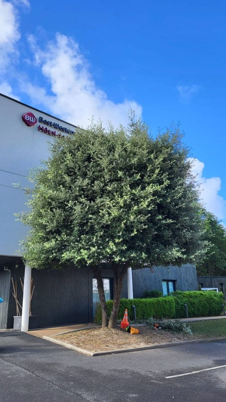 Avant - Entretien de jardin